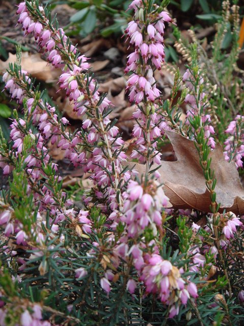 Erica x darleyensis 'Ghost Hills'